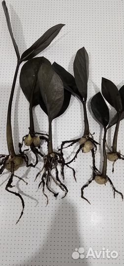 Замиокулькас черный равен