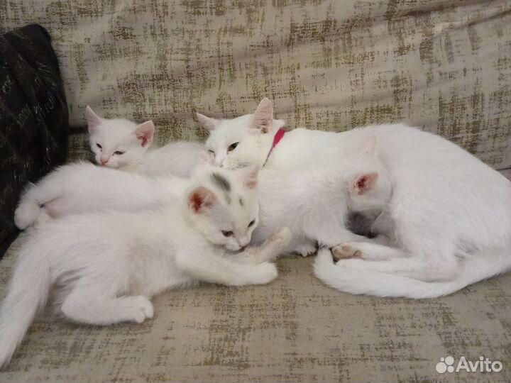 Котята от турецкой ангоры