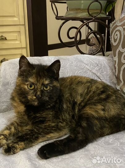 Кошка