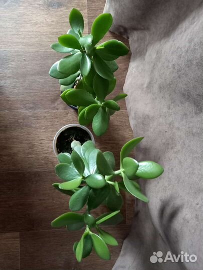 Денежное дерево. Толстянка