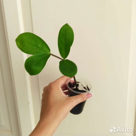 Монстера,фикус, олеандр