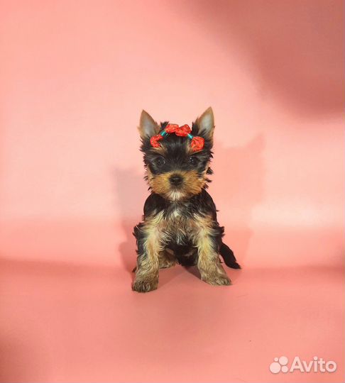 Йоркширский терьер щенки