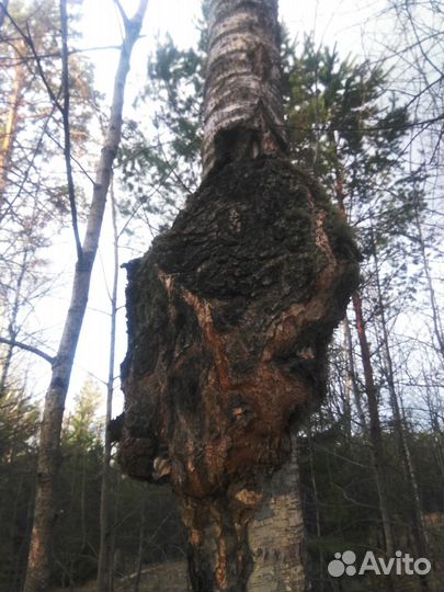 Сувель березовый