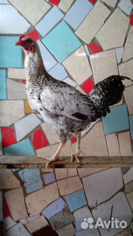 Петушок 7 мес