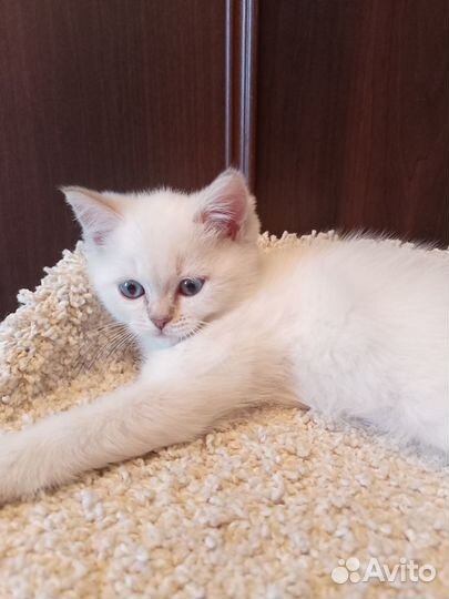 Очаровательный британчик