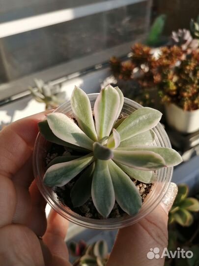Суккуленты коллекционные