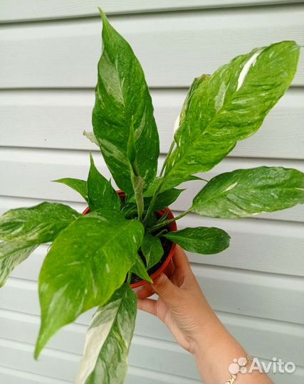 Спатифиллум Gemini (Джемини)