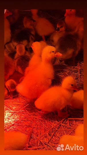 Гусята суточные