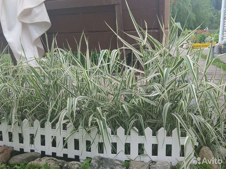 Декоративная трава