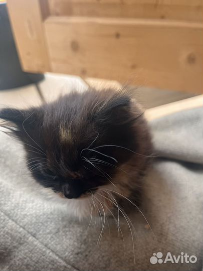 Отдам в добрые руки котенка