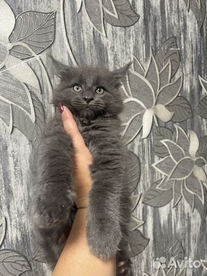 Котята Мейн Кун