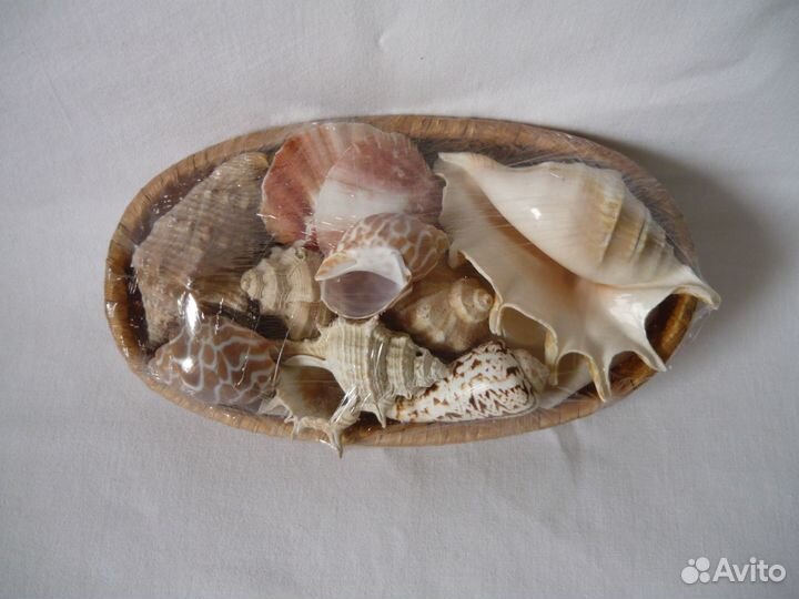 Набор морских ракушек