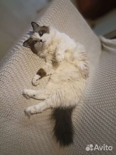 Кошка Рэгдолл вязка