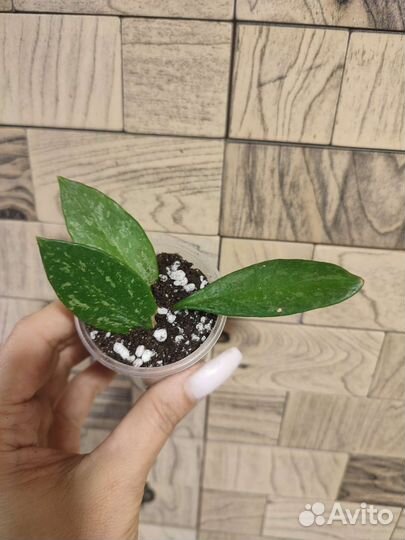 Хойя грацилис