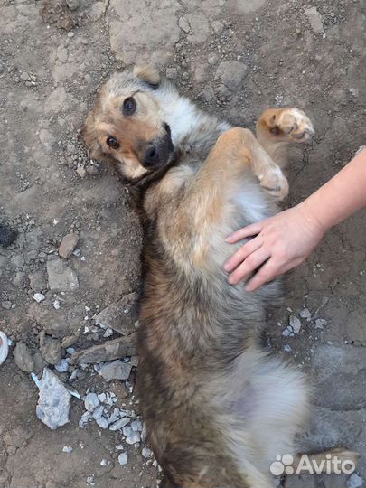 Стерилизованая девочка