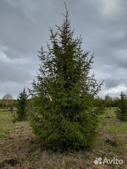 Ель сибирская (саженцы)