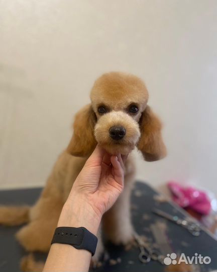 Услуги грумера