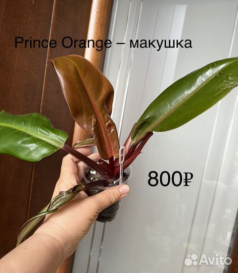 Филодендроны