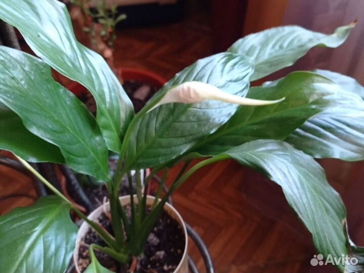 Цветок Декабрист. Спатифиллум