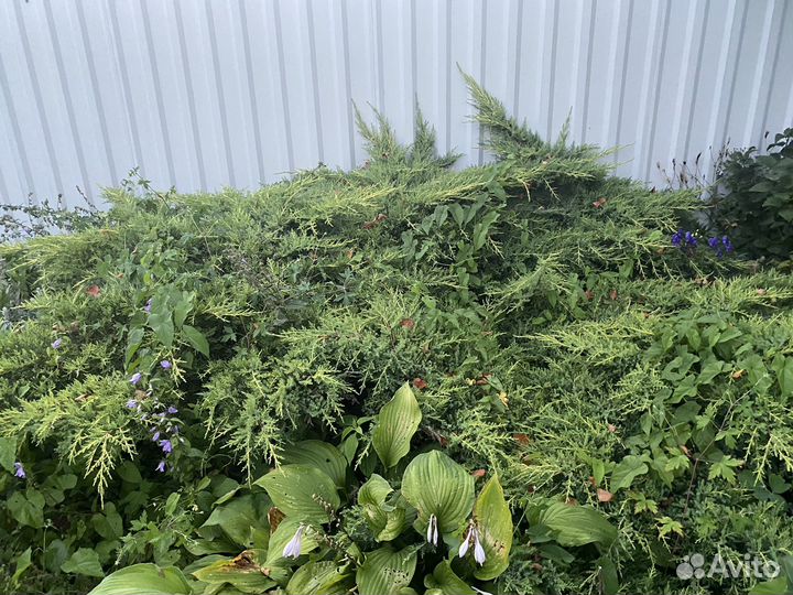 Можжевельник большой куст