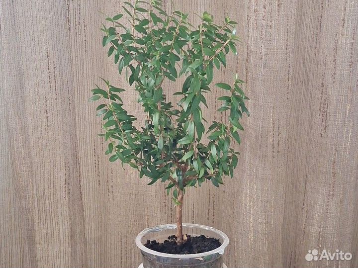 Миртовое дерево