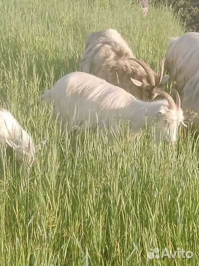 Продаются Козы