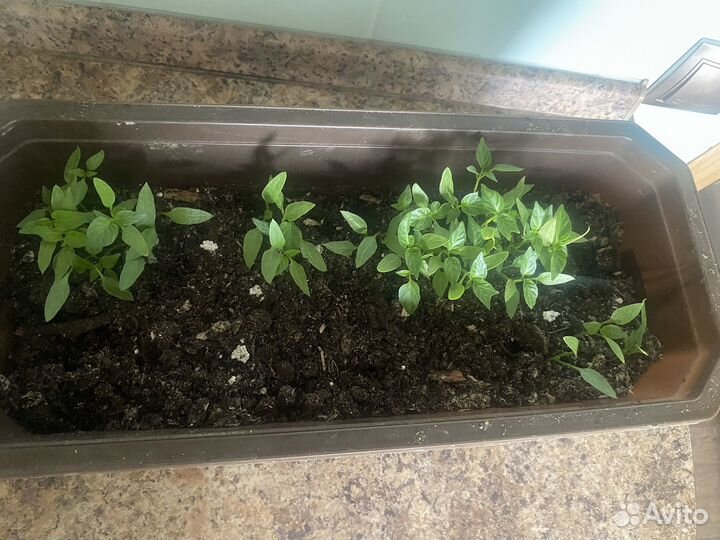 Рассада перца сладкого
