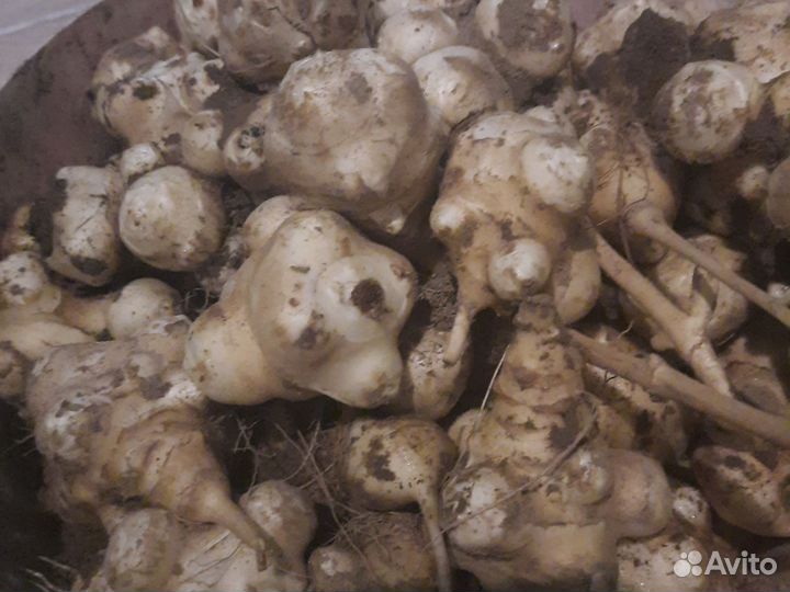 Топинамбур клубни