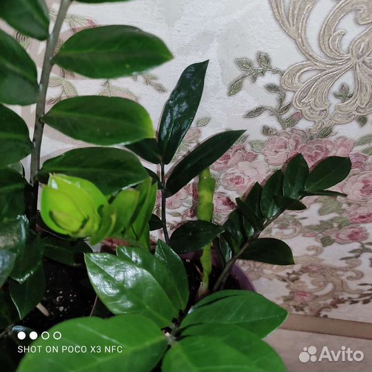 Замиокулькас