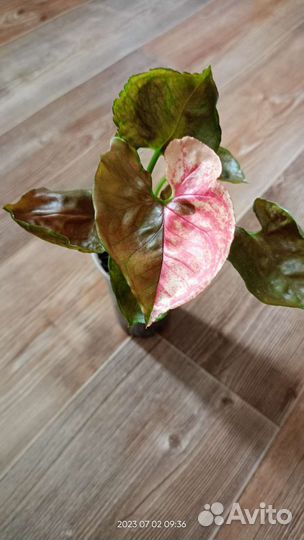 Сингониум Клубничный лед