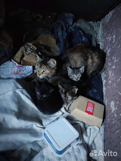 Котята в добрые руки