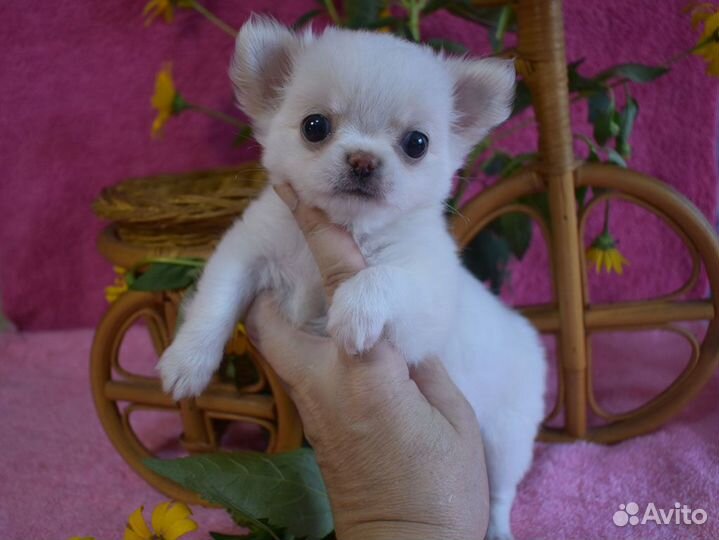 Самые - самые