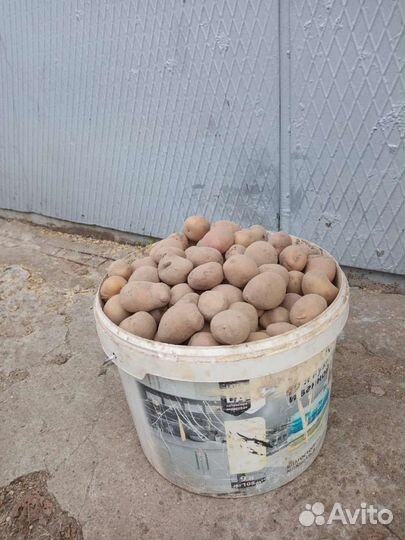Семенной картофель картофель