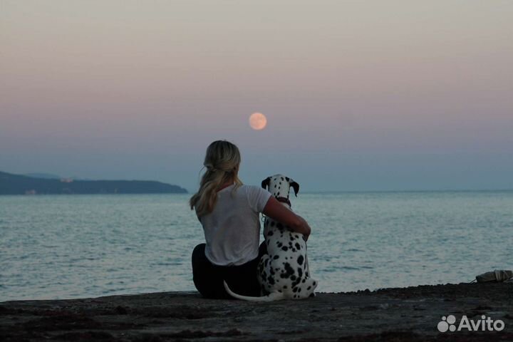 Далматин для фотосессии