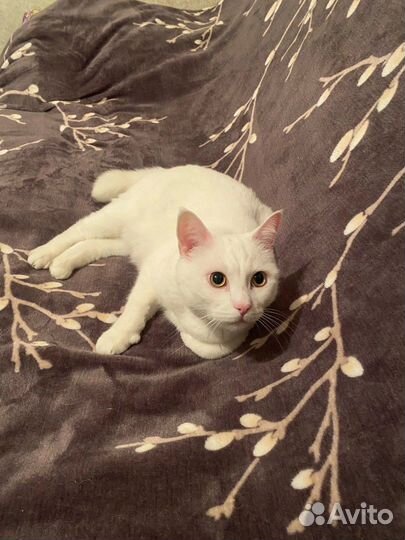 Кот в добрые руки читайте описание
