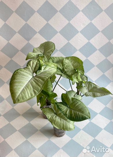 Сингониумы