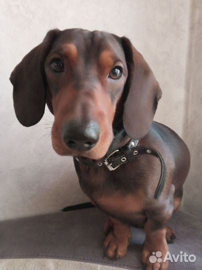 Вязка такса стандартная