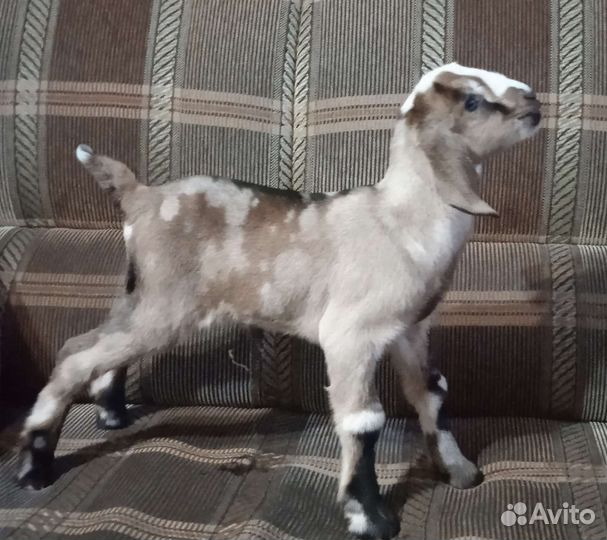 Козы нубийские