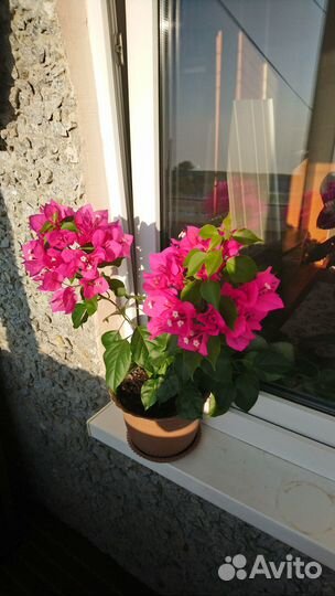 Бугенвиллия цветущая