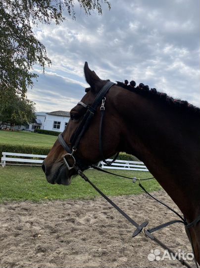 Лошадь в аренду