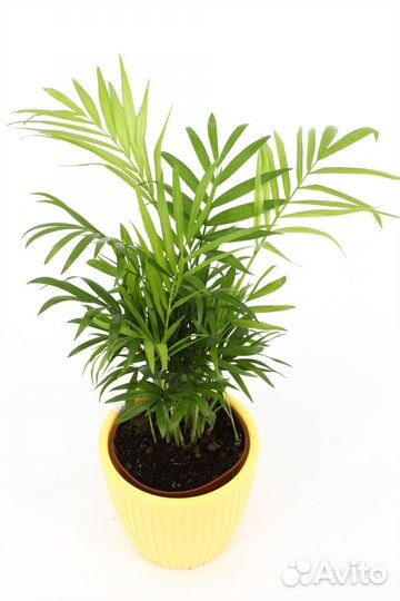 Хамедорея Элеганс в кашпо, цвет желтый