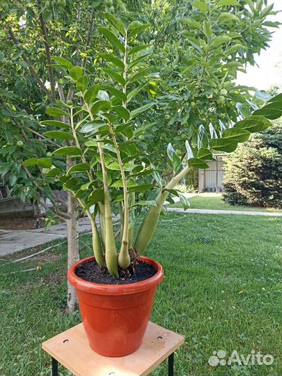 Долларовое дерево, Замиокулькас