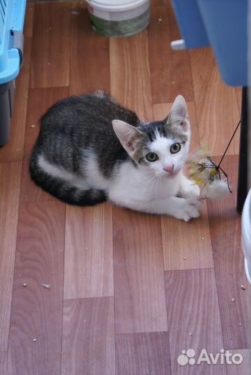 Котёнок крысолов