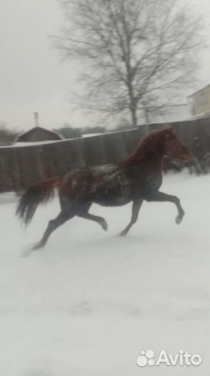 Лошадь