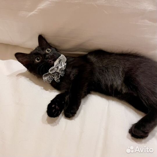 Мини - супер котёнок ищет хозяев