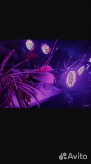 Фито светильник + 2 лампочки