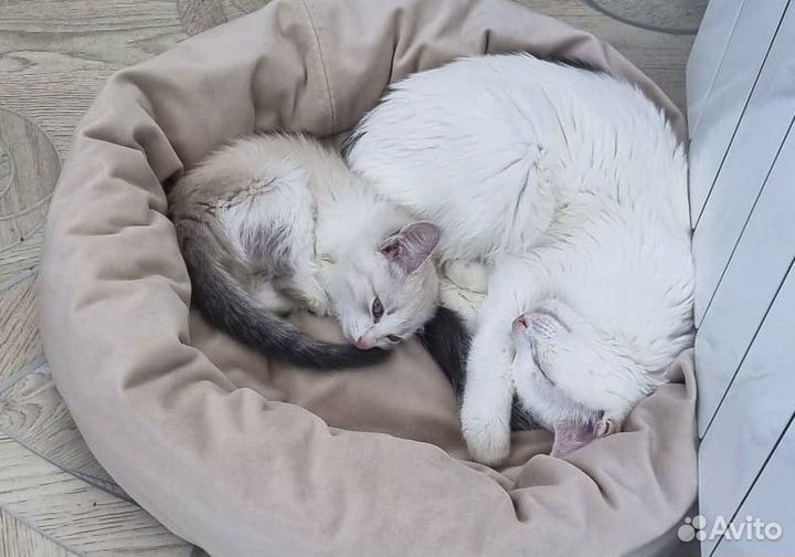Котенок-девочка Мыша в хорошие руки