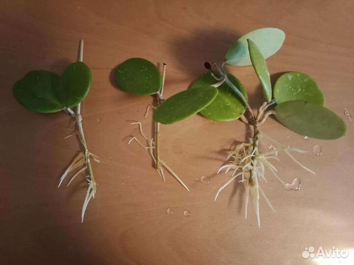 Хойя Обовата. Комнатные растения. Hoya Obovata