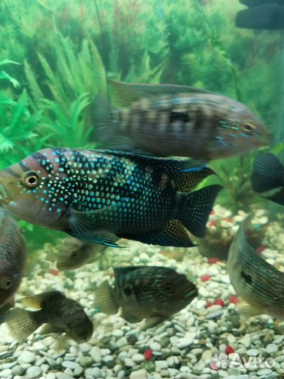 Цихлозома Бартона (Брильянтовая)