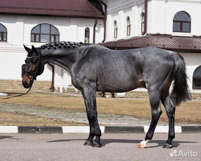 Эксклюзивный голштинский жеребец